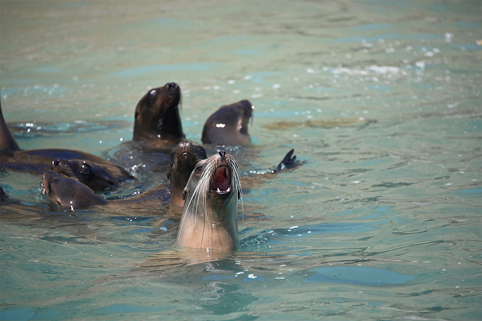 A family of sea lions enjoy a swim.