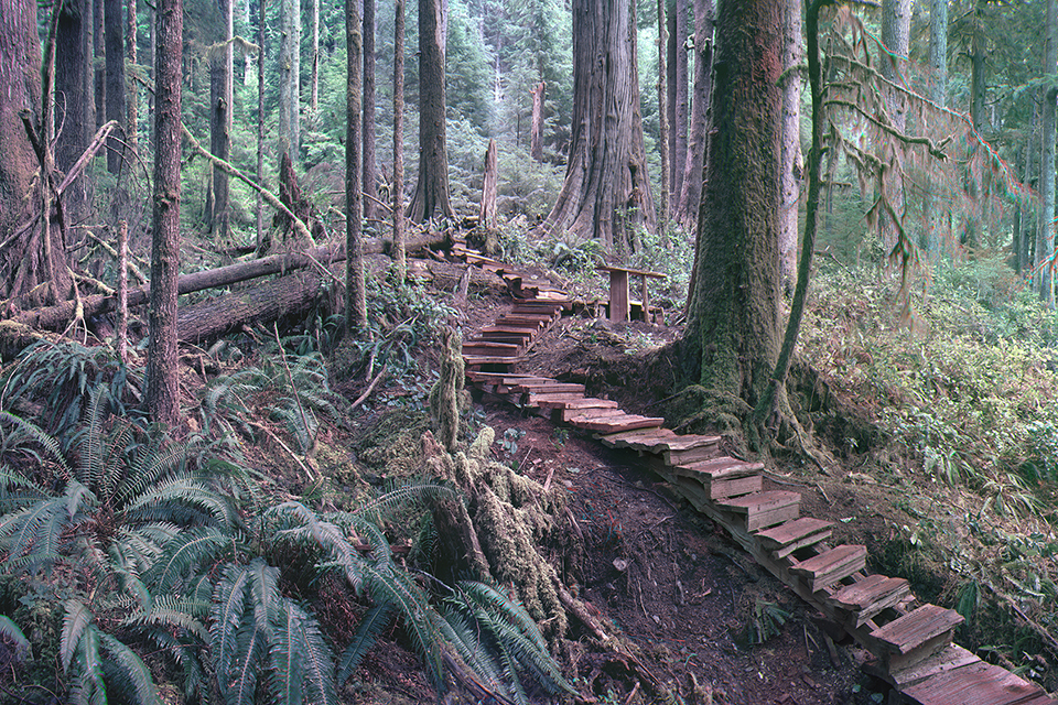 A long wooden staircase in a sloped raincoast forest setting
