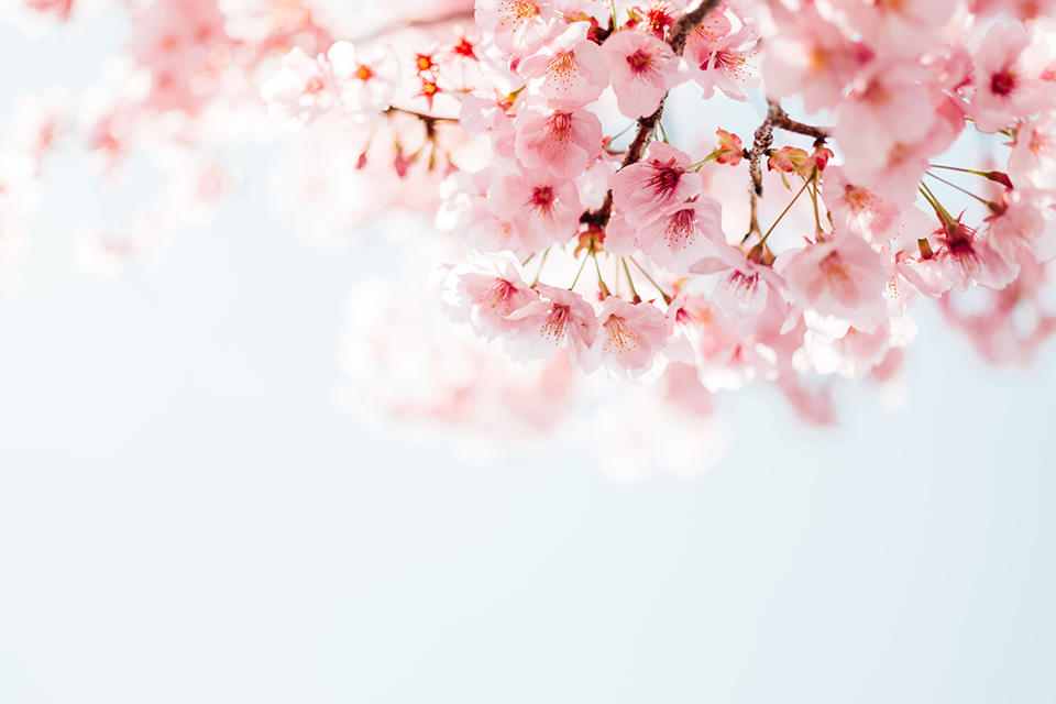Unsplash stock photo of cherry blossoms