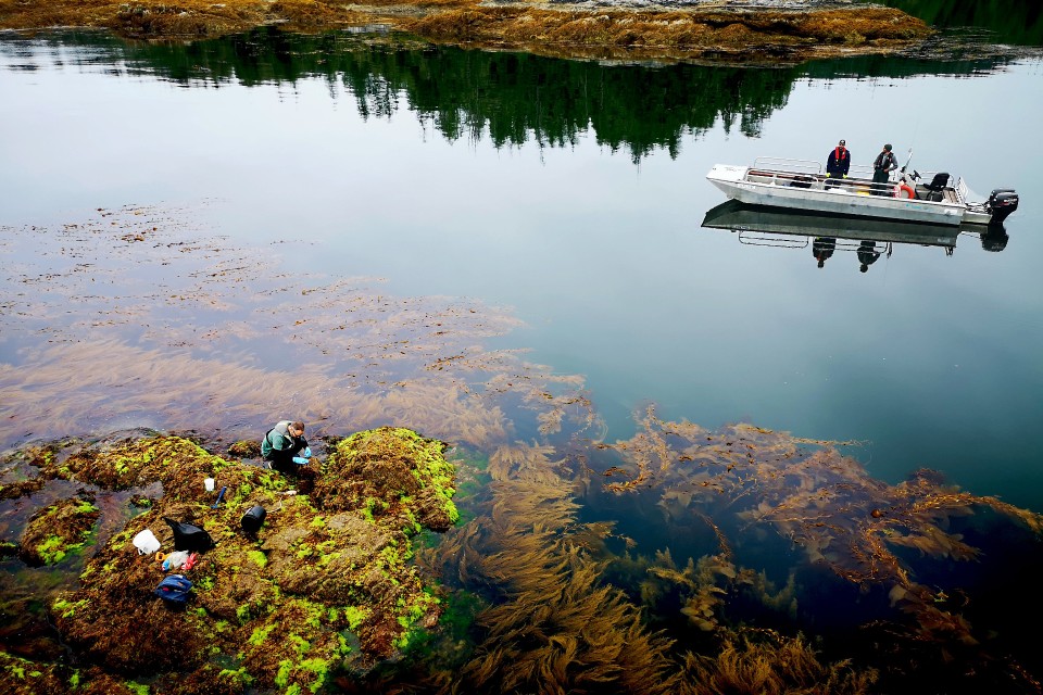 Researchers shown working with kelp.