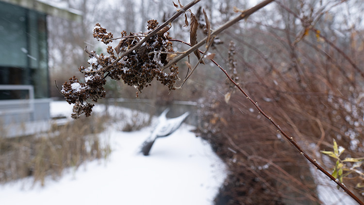 A snowy tree branch on campus