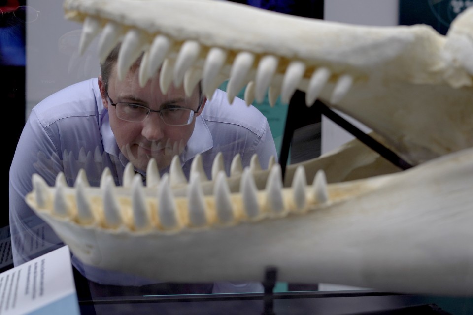 Colby stares at orca jaws