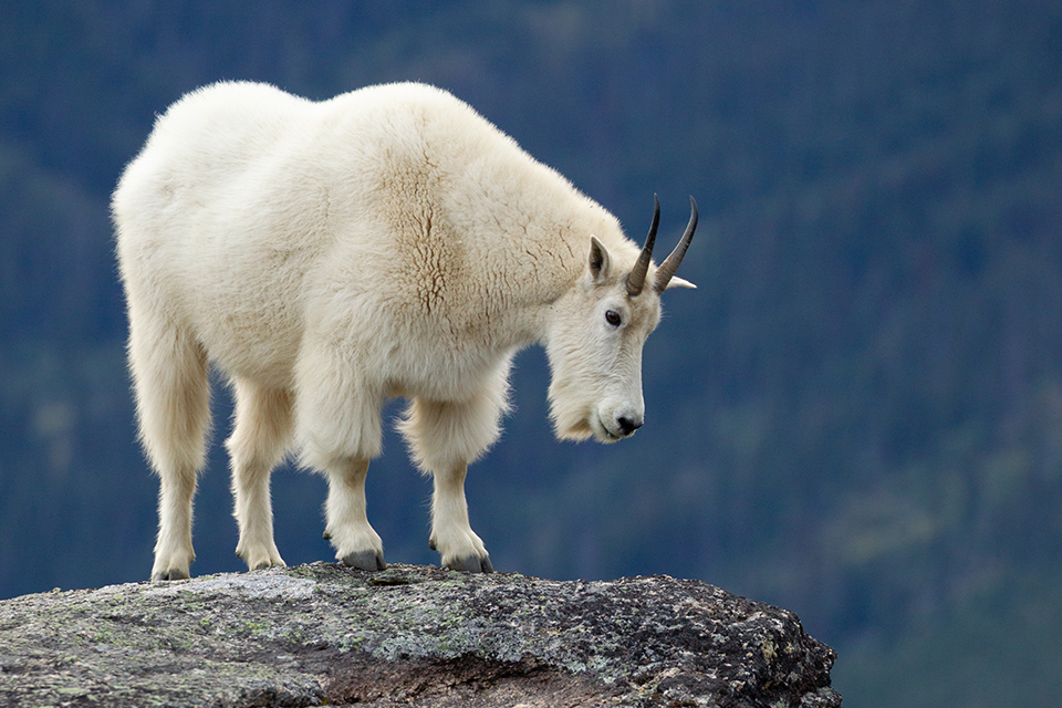 A white-coated mountain goat in BC peering down a granite cliff. Photographer credit to Connor Stefanison.