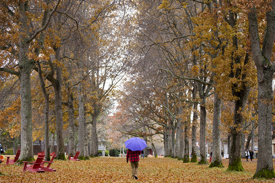Person walking with purple umbrella under tree-lined avenue in autumn on UVic campus.