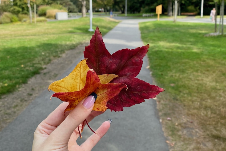 Hand holding leaves