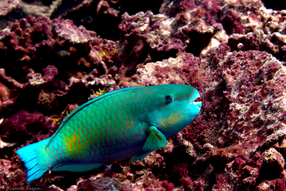 parrotfish among coral