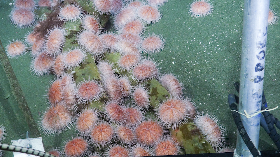 Deep-sea pink sea urchins aggregating to feed on a decaying kelp underwater.