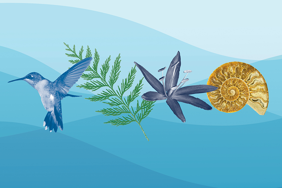 Graphic illustration of a hummingbird, leaf, camas flower and shell to signify the four themes of the strategic plan