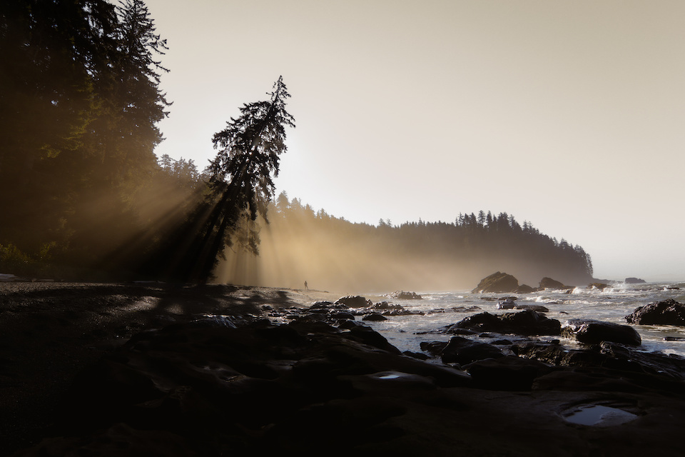 Sun beams reach past a leaning tree as a person stands in the sunlight rays along a picturesque rocky ocean line.