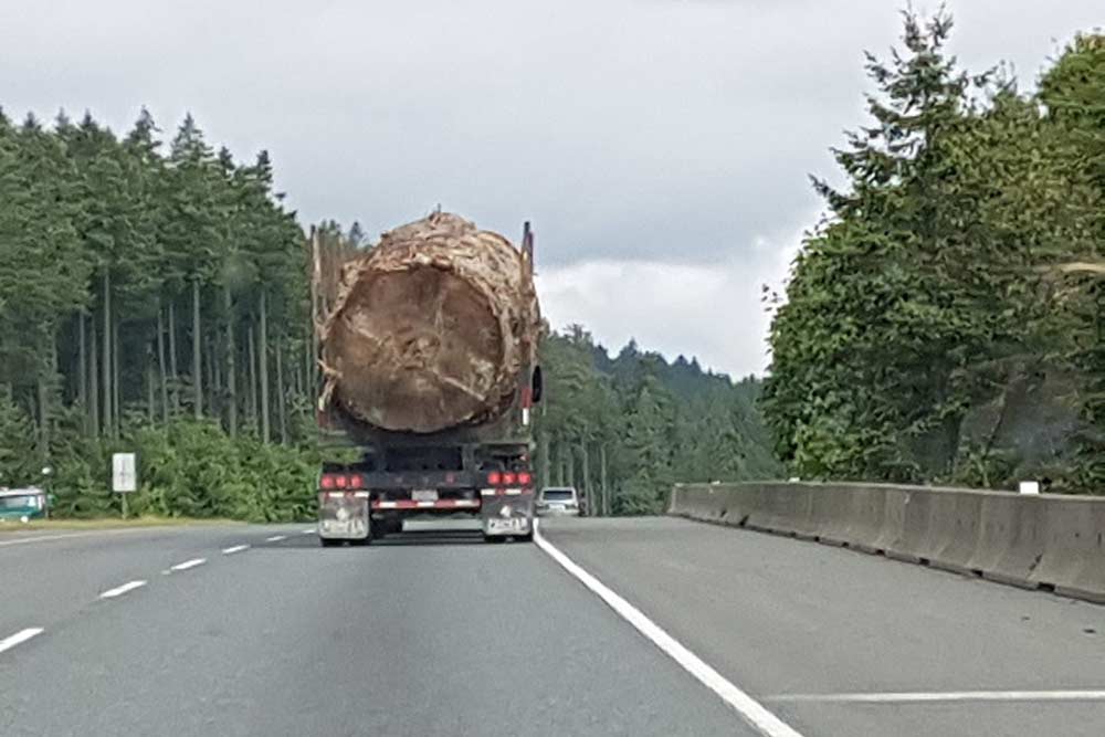 Logging truck loaded with an old growth cedar stump that is as wide as the truck, shown travelling on a freeway.