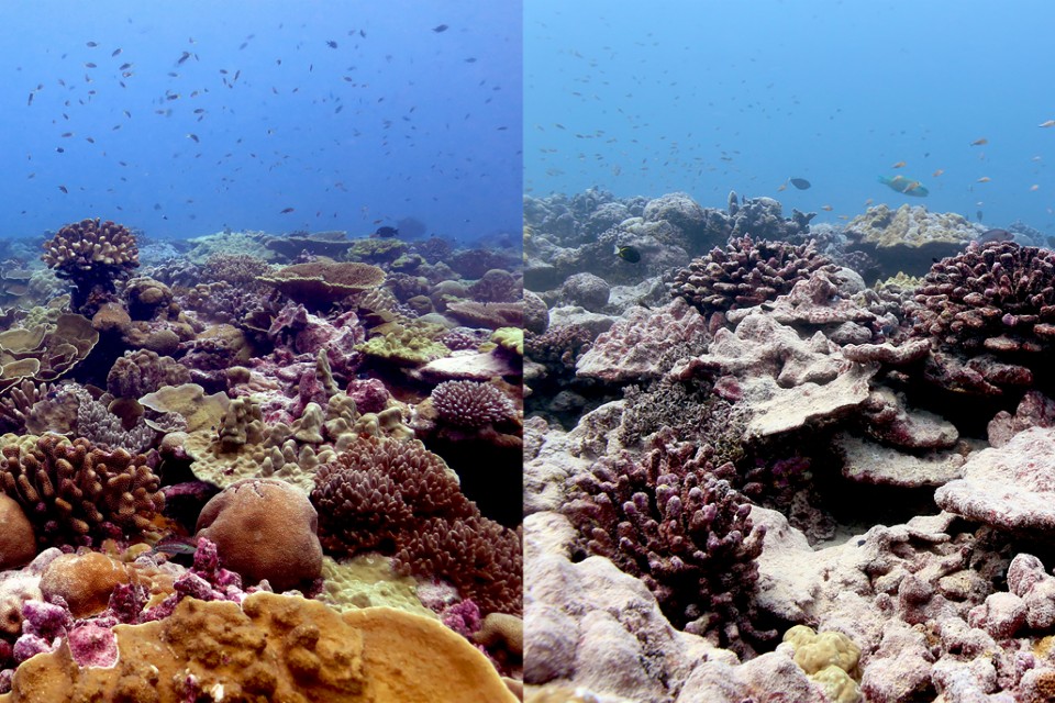 A coral reef site on Kiritimati (Christmas Island) that experiences very low local human disturbance before and after the 2015-16 marine heatwave. Credit: Left: Danielle Claar; Right: Kevin Bruce