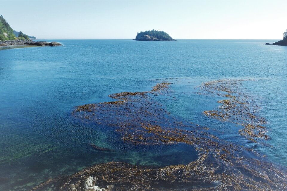 Bull kelp floating in the ocean along British Columbia's central coast.