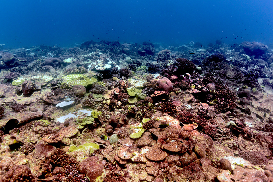 A reef on Kiritimati (Christmas Island) at the end of the 2015-2016 marine heat wave where some Porites lobata colonies survived (yellow/tan colors), some are alive but bleached (white colonies), and some died along with the rest of the reef (red/purple/pink colors of turf algae covering dead colonies). Photo credit: Danielle Claar