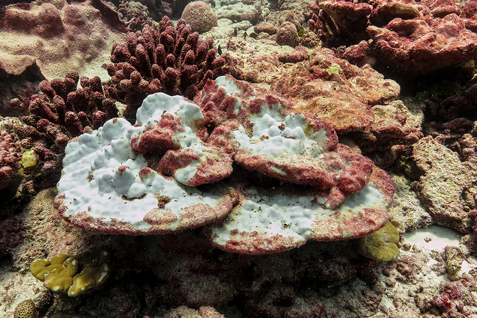 A bleached and dying Porites lobata colony on Kiritimati (Christmas Island) after 10 months of heat stress generated from the 2015-2016 El Niño.Photo credit: Julia K. Baum