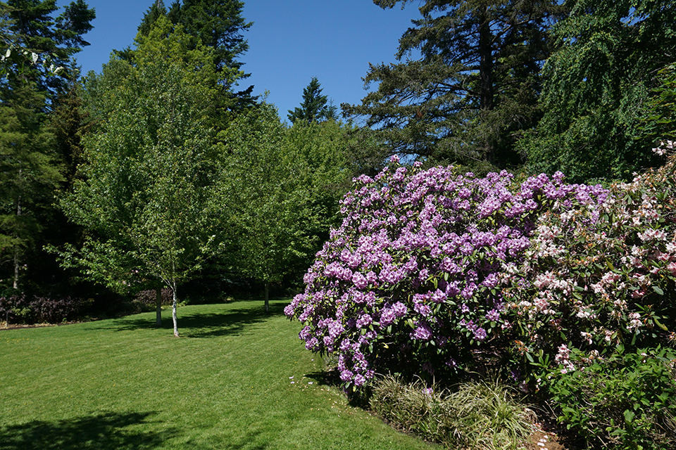 Flowers and trees in a sunny park