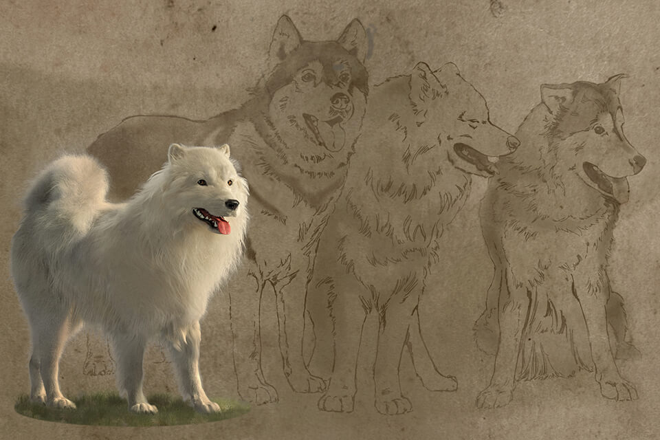 The reconstructed woolly dog shown at scale with Arctic dogs and spitz breeds in the background to compare scale and appearance; the portrayal does not imply a genetic relationship. 
