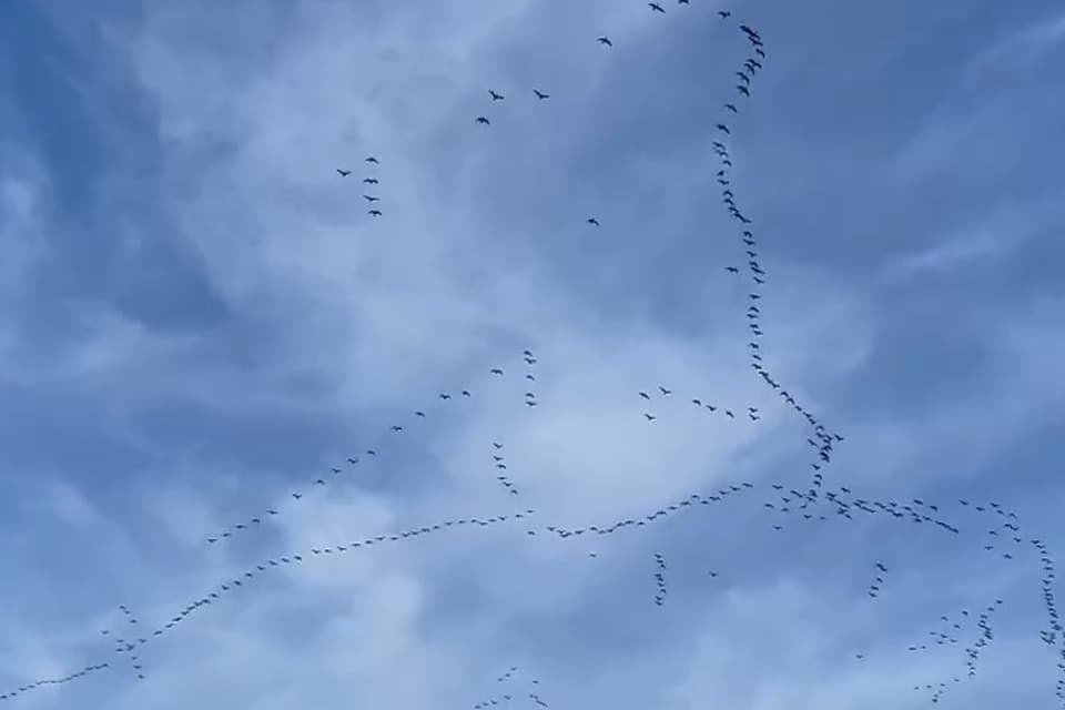 Migratory birds in formation flying high in a blue sky
