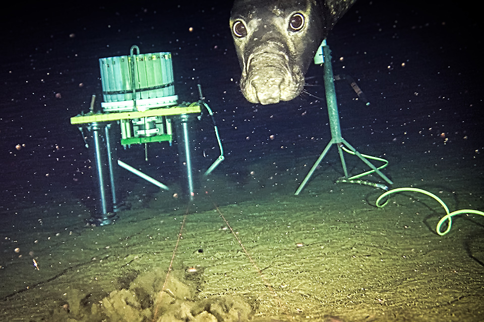 An ​elephant seal peaks‍ into ⁢the camera lens in the⁣ deep, dark ocean