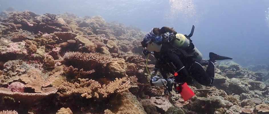 PhD candidate Daisy Buzzoni surveys a coral reef in a thermal refuge in Northern Palau.