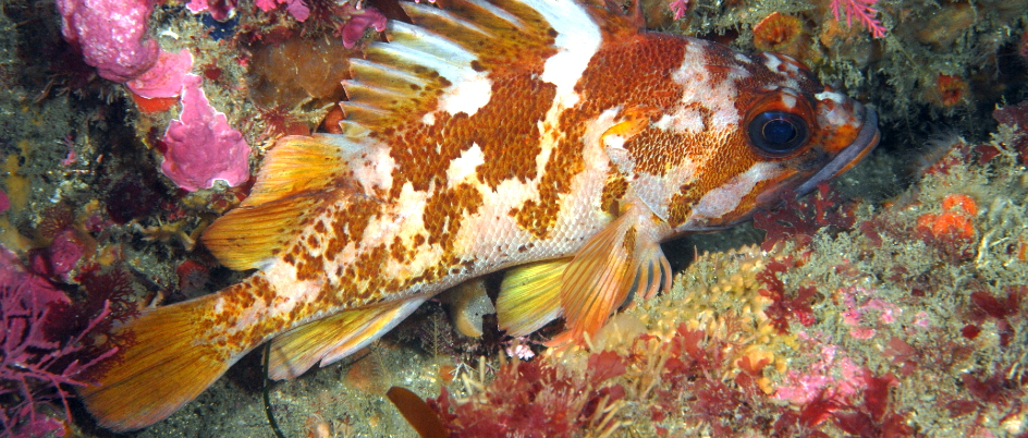 Pacific Ocean rockfish. Photo: K Lee