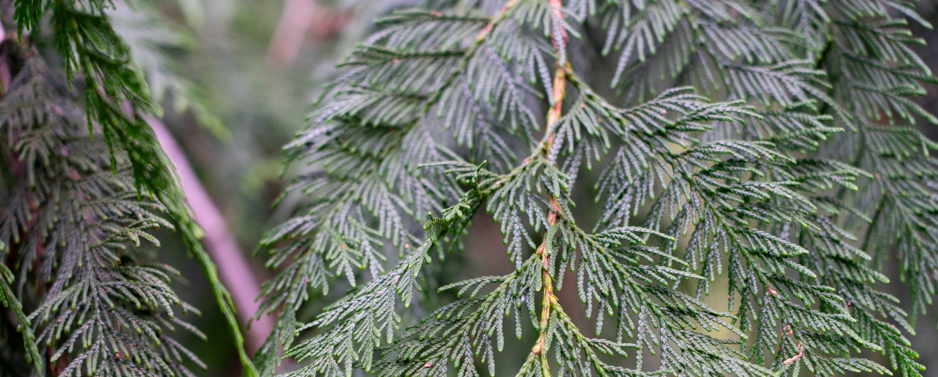close up of cedar tree