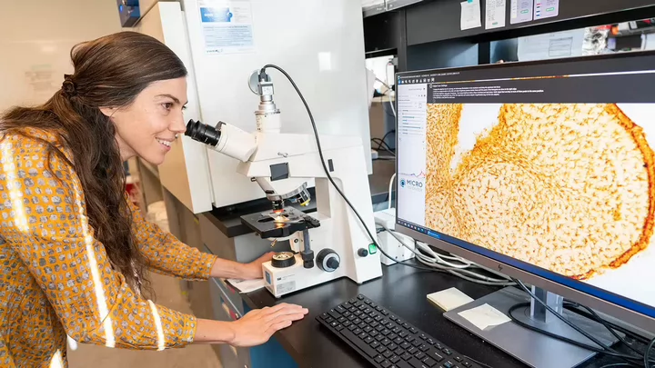 Marie-eve Tremblay looking down a microscope at a scan of a brain