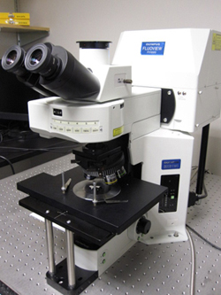 Olympus BX 61 WI confocal laser microscope