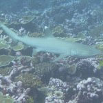 Shark