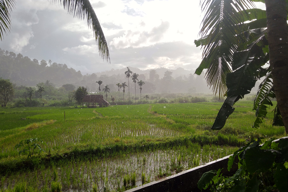 Rice paddy scene in northern Thailand