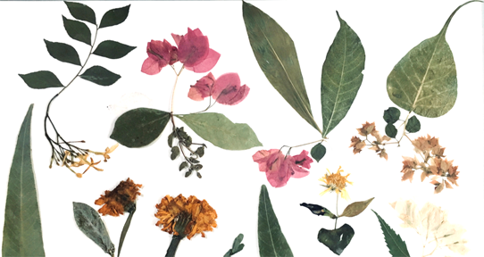 Sasha Mosky's plant pressings from her internship in India