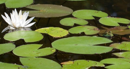 a photo of lilypads