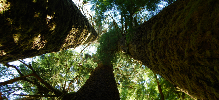 World's tallest spruce trees