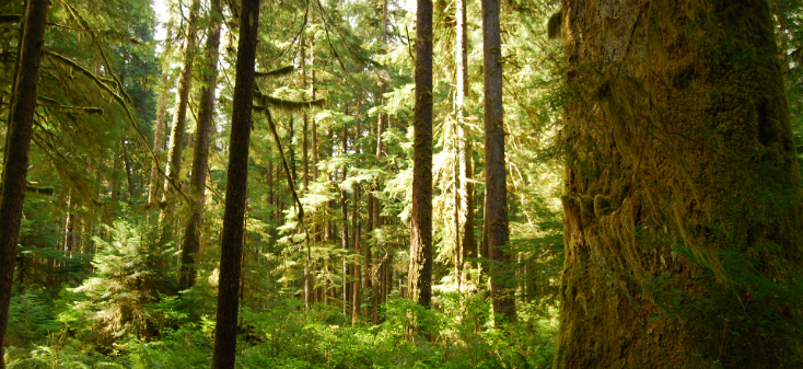 West Coast forest with mountains