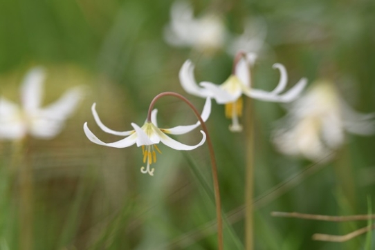 White Flower