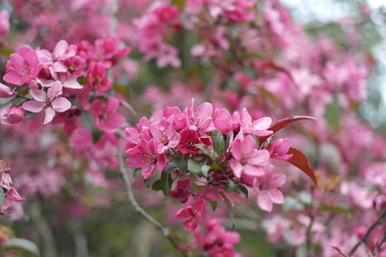 Blossoms