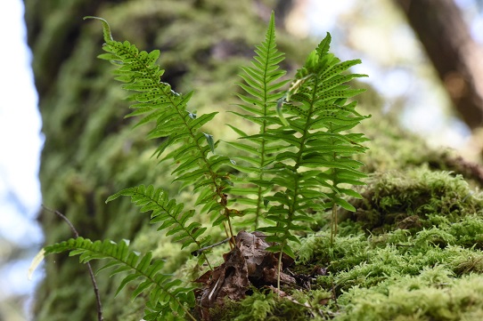 Fern