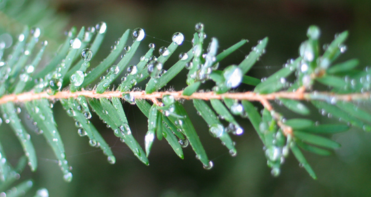 hemlock
