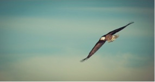 Eagle soaring in the sky