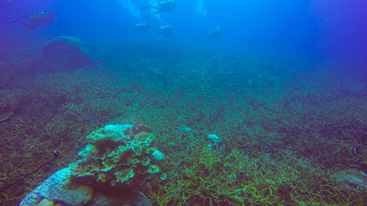 Ocean floor with coral and sediment