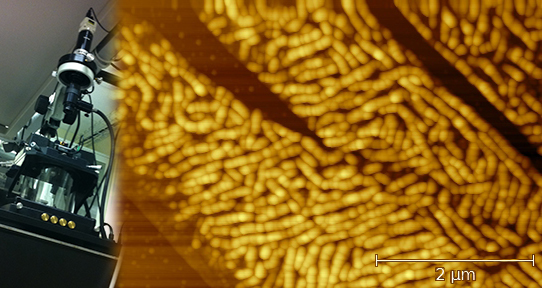 An atomic force micrograph of a copper complex deposited on graphene by Julia Bobak and Tom Whitesides.