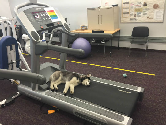 Dog exercising on treadmill