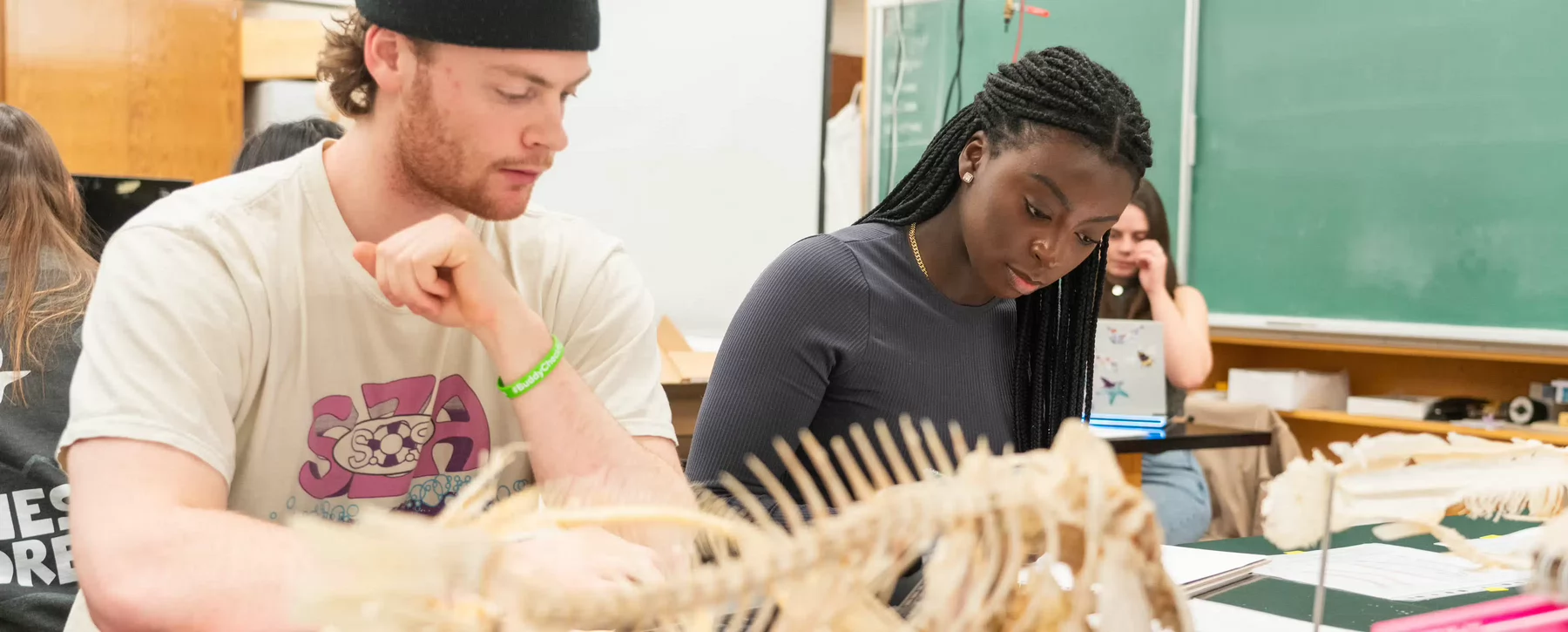 Two students working at a lab bench in front of various axial skeletons from animals