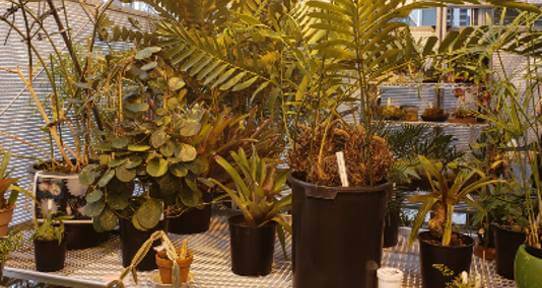 A collection of plants