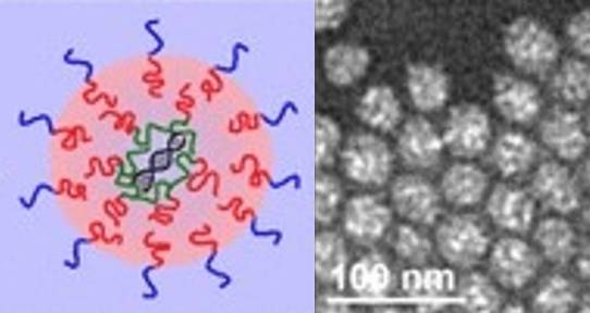 A graphic depiction of a PIHC micelle and the electron transmission microscopy photo