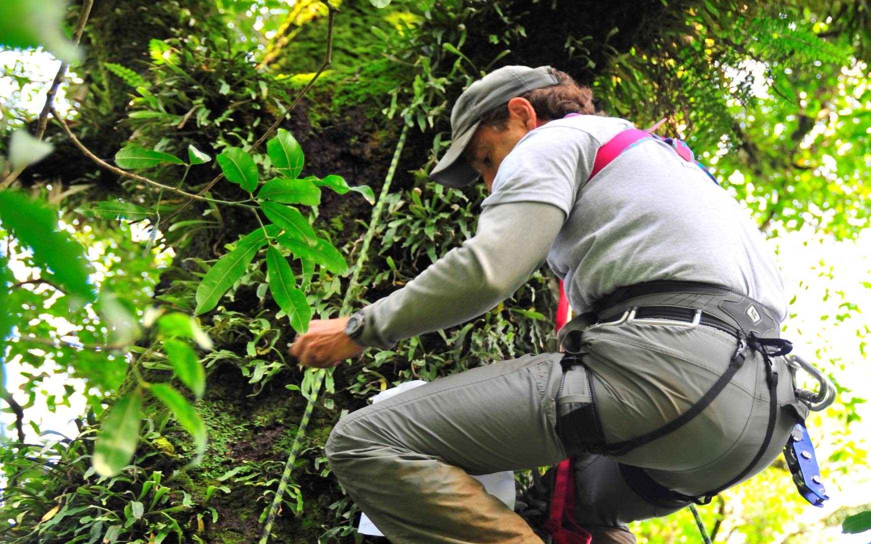 Neville Winchester climbing a tree while wearing a harness