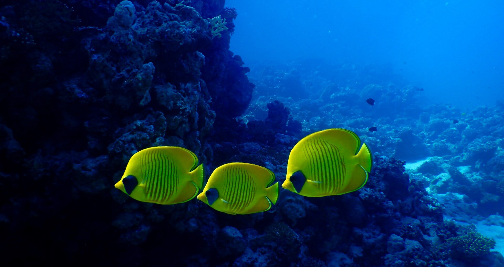 3 yellow butterfly fish swimming in the ocean