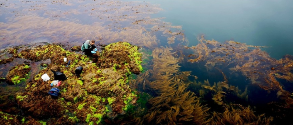 Arial view looking down on researchers crouched on rock-covered kelp while a support boat floats nearby