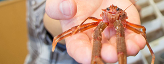 Hand holding an ocean critter