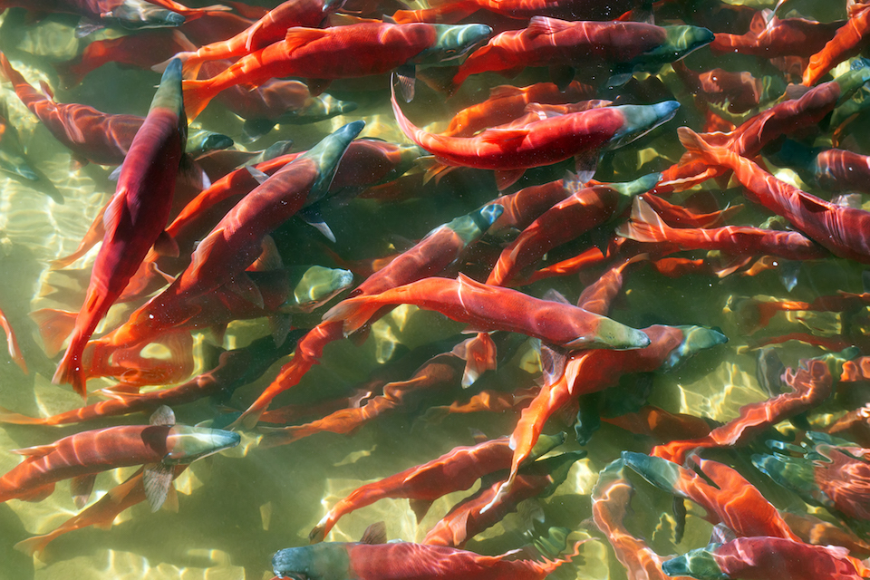 salmon