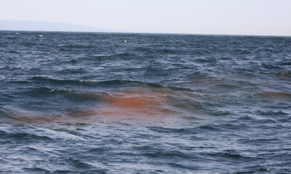 Humpback whale faecal plume